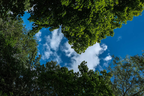 niski kąt widzenia duże drzewa przeciw błękitne niebo - Zdjęcie, obraz