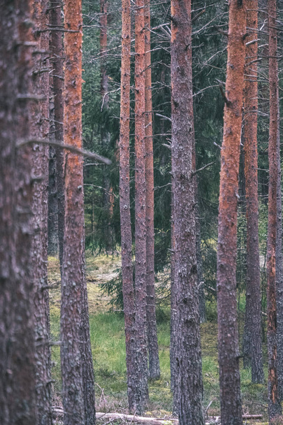 сухой сосновый лес осенью. нежная текстура из стволов деревьев и размытый фон - старинная пленка выглядит
 - Фото, изображение