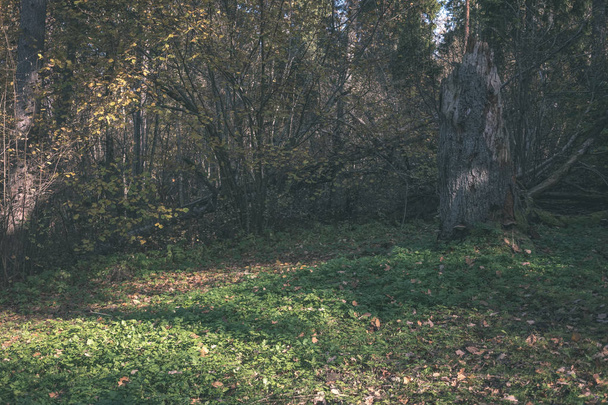 lesní podrobnosti v pozdním podzimu na venkově s kmeny stromů, barevné listy a prázdné větve v slunečného podzimního dne. zem v žluté listy - ročník starý filmový vzhled - Fotografie, Obrázek