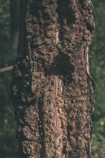 γκρο πλαν θέα ξηρή δέντρο κορμό του πεσμένο δέντρο σπασμένα με ηλικία γραμμές στο φυσικό περιβάλλον  - Φωτογραφία, εικόνα