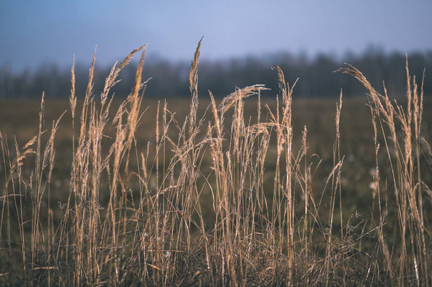 belle herbe courbée dans la brume d'automne à la campagne avec une faible profondeur de champ. arrière-plan brumeux - ancien look de film vintage
 - Photo, image