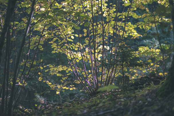 Farbige Baumblätter saftige Muster im Wald mit Ästen und Sonnenlicht im Frühherbst Natur auf dem Land - Vintage alten Film-Look - Foto, Bild
