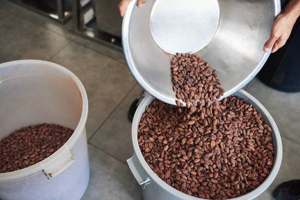 Closeup of a worker pouring cocoa beans from a bowl into a large bucket while working in an artisanal chocolate making factory  - Photo, Image