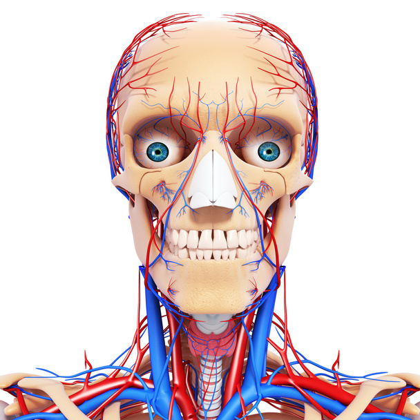 νευρικό κεφάλι λαιμό, δόντια και κυκλοφορικό σύστημα - Φωτογραφία, εικόνα