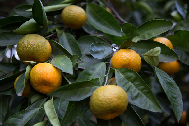 tangerinas cor-de-laranja doces em uma árvore no pomar de tangerina
 - Foto, Imagem