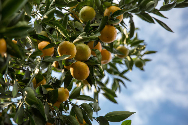マンダリン果樹園の木の甘いオレンジ色のマンダリン - 写真・画像