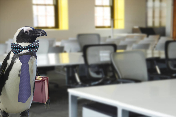 Conceito de professor de negócios ou escola engraçado de um pinguim vestido com um laço e vestindo uma mala em pé em um escritório ou sala de aula
 - Foto, Imagem