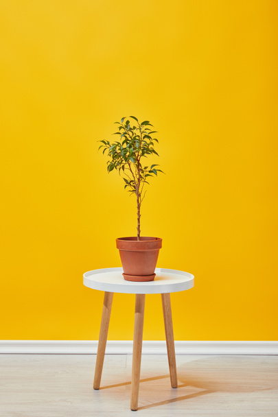 plant in flowerpot on coffee table with yellow wall at background - Fotografie, Obrázek