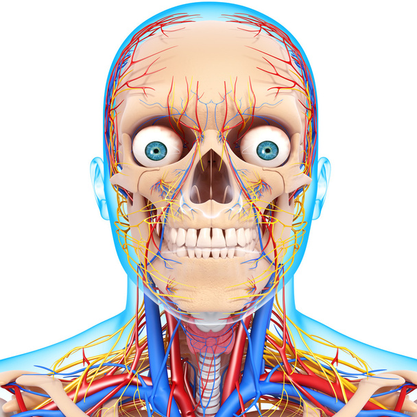 visão frontal do sistema circulatório da cabeça isolado
 - Foto, Imagem