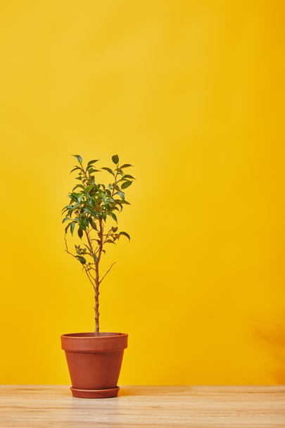 green houseplant in pot on wooden surface on yellow - 写真・画像