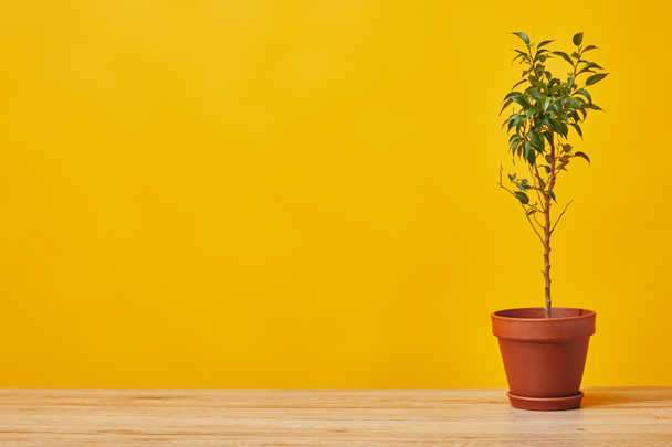 Planta en maceta en mesa de madera aislada en amarillo
 - Foto, imagen