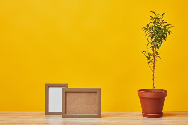 Empty photo frames and plant in pot at wooden table isolated on yellow - Foto, Imagem