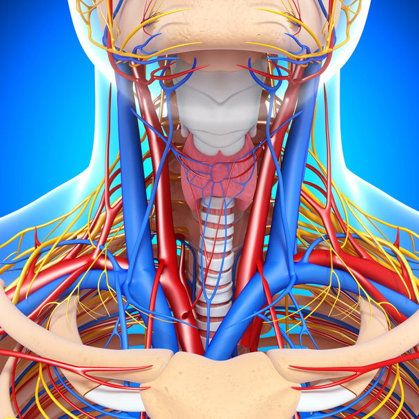 εξωτερική άποψη του λαιμού κυκλοφορικό σύστημα απομονωθεί - Φωτογραφία, εικόνα