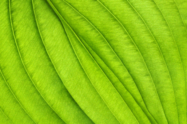 Foglie verdi sfondo. Struttura delle foglie - Foto, immagini