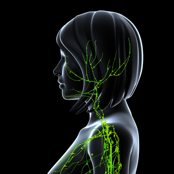 Ilustração de arte 3d do sistema linfático de vista lateral feminina
 - Foto, Imagem
