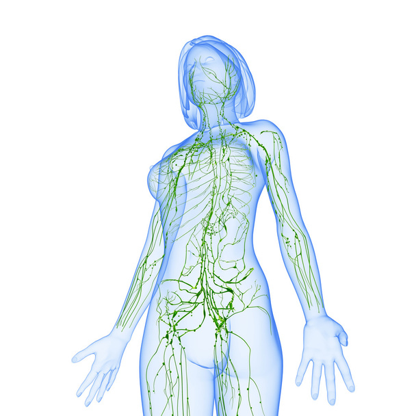 Sistema linfático de fêmea com metade do corpo
 - Foto, Imagem
