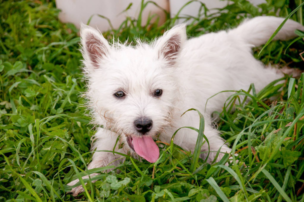 West Highland White Terrier cucciolo si trova esausto nell'erba
 - Foto, immagini