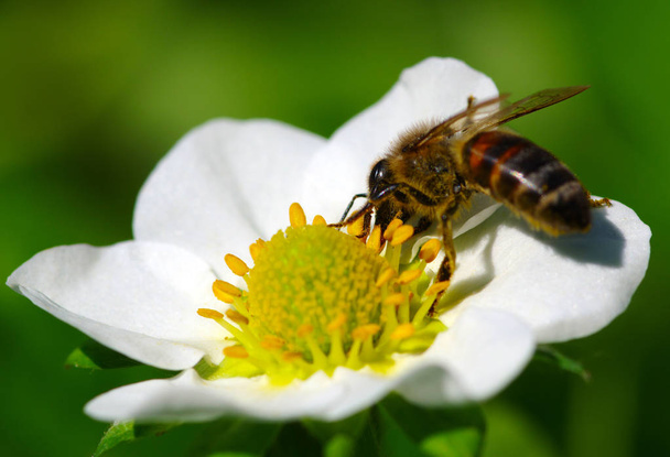 Méhecske a virág. Bee a munkahelyi - Fotó, kép