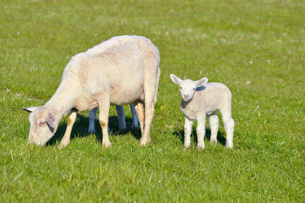 Lâmpada e ovelhas no pasto
 - Foto, Imagem