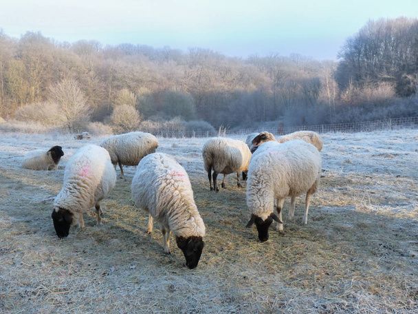 Sheep flock on a cold winter morning - Photo, Image