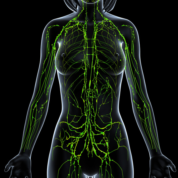 3d art illustration of lymphatic system of female - Photo, Image