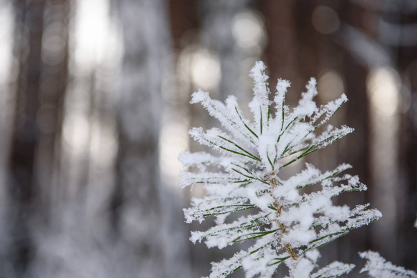 Crystals of frost on pine - Foto, Bild