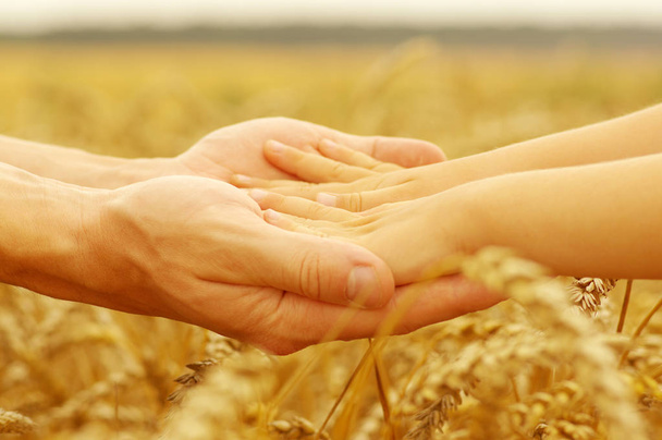 Manos de padre e hija sosteniéndose unos a otros en el campo de trigo
 - Foto, imagen