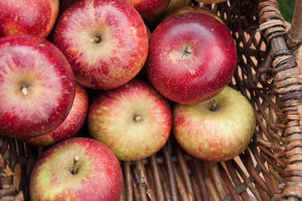 Proutěný koš s mnoha červená jablka  - Fotografie, Obrázek