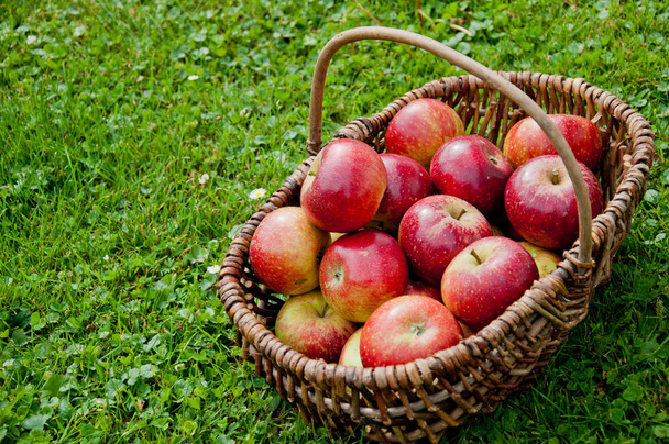 Wiklinowy kosz z wielu czerwonych jabłek  - Zdjęcie, obraz