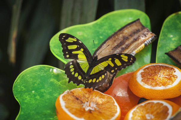 Hele lichaam terug bekijken van een Malachiet vlinder (lat. Siproeta stelenes) met vleugels ontvouwen (bovenzijde) op een banaan liggend op stukjes sinaasappel, zuigen tegen een natuurlijke achtergrond. - Foto, afbeelding