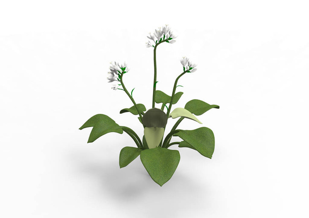 vaso fiori 3D isolare sfondo
 - Foto, immagini