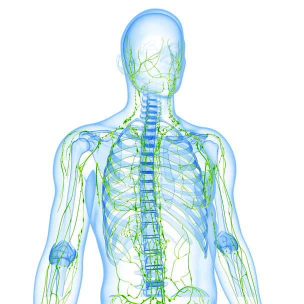 Illustration de l'art 3d du système lymphatique masculin
 - Photo, image