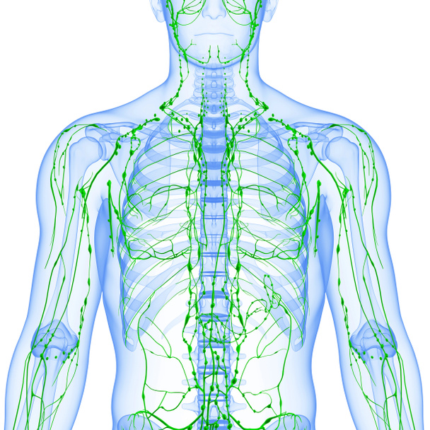 Illustration de l'art 3d du système lymphatique masculin
 - Photo, image
