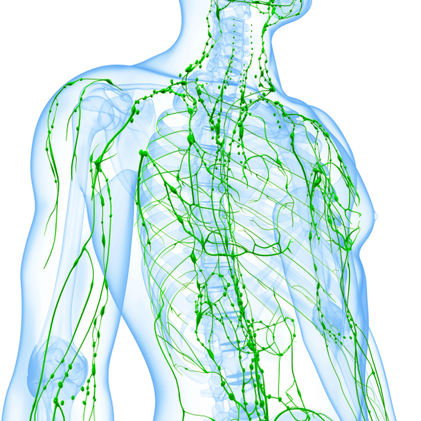Illustrazione artistica 3d del sistema linfatico maschile
 - Foto, immagini