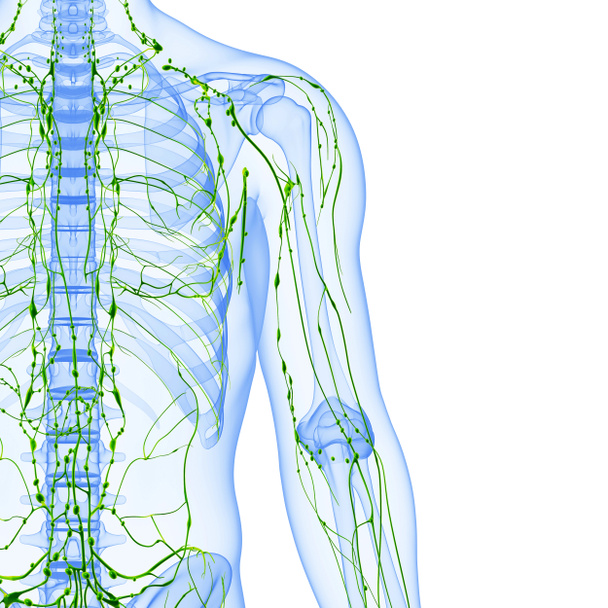 3d ilustração de arte do sistema linfático do sexo masculino
 - Foto, Imagem