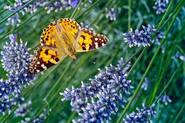 Il s'agit d'une image de la dame papillon peint, Vanessa (Cynthia) cardui ou simplement Vanessa cardui, se nourrissant (nectaring) de lavande. En Amérique, il est connu comme le papillon cosmopolite et a l'une des meilleures distributions mondiales de tous les papillons
 - Photo, image
