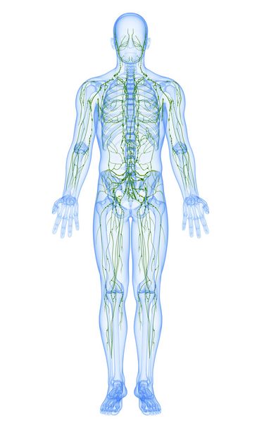 3D-Illustration des Lymphsystems des Mannes - Foto, Bild