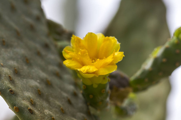 L'Opuntia falcata ha fiori gialli ed è un albero a stelo lungo
 - Foto, immagini