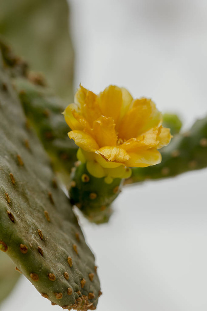 opuntia falcata hat gelbe Blüten und ist ein langstieliger Baum - Foto, Bild