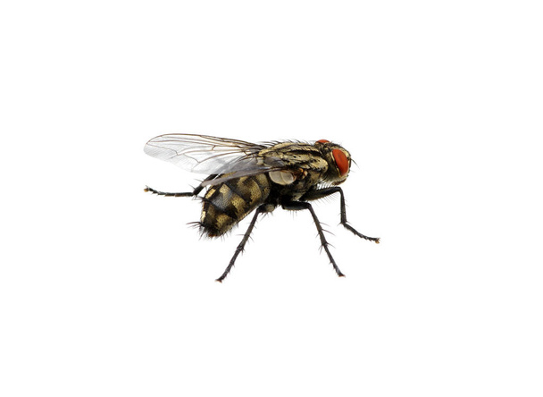 fly isolated on a white - Photo, Image