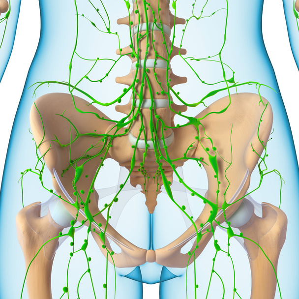 Illustration de l'art 3d du système lymphatique de la femelle avec vue frontale des reins
 - Photo, image