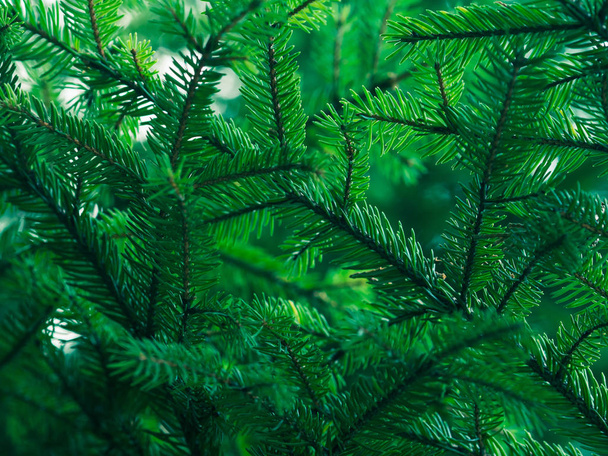 Groene fir tree winter Kerstmis achtergrond - Foto, afbeelding