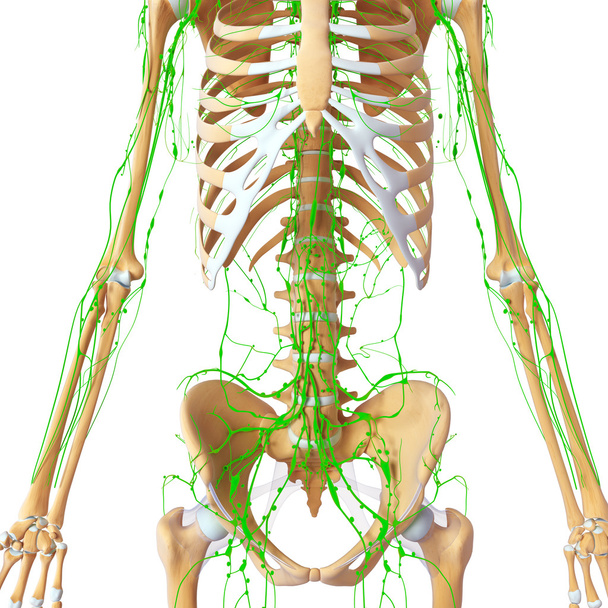 3d art illustration of lymphatic system - Photo, Image