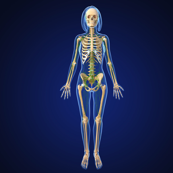 3D umění ilustrace lymfatického systému žena - Fotografie, Obrázek