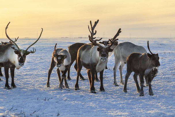 Стадо северных оленей в зимнюю погоду, пастбища северных оленей - Фото, изображение