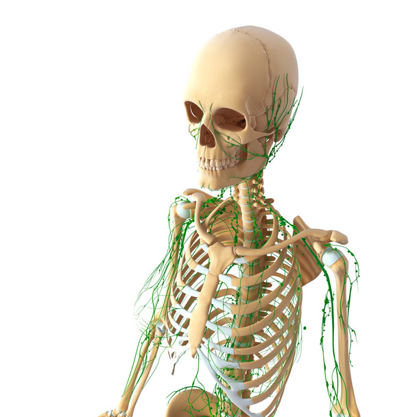 Lymphatic system anatomy - Photo, Image