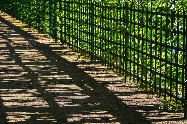 O jogo de luz e sombra nas ruelas do jardim de Verão. Velha herança de São Petersburgo
. - Foto, Imagem