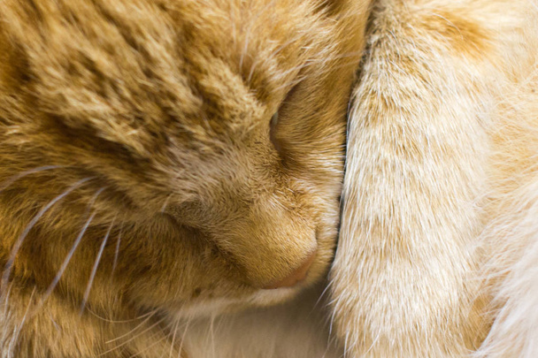 Сплячий червоний кіт. Очищення домашньої тварини. Кіт ховає ніс лапою. Кіт спокійний
. - Фото, зображення