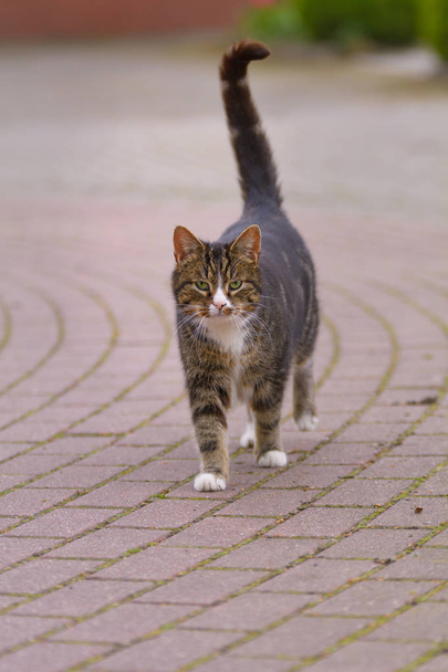Um gato caminha em uma estrada pavimentada
 - Foto, Imagem
