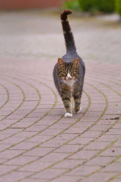 eine Katze läuft auf einer asphaltierten Straße - Foto, Bild